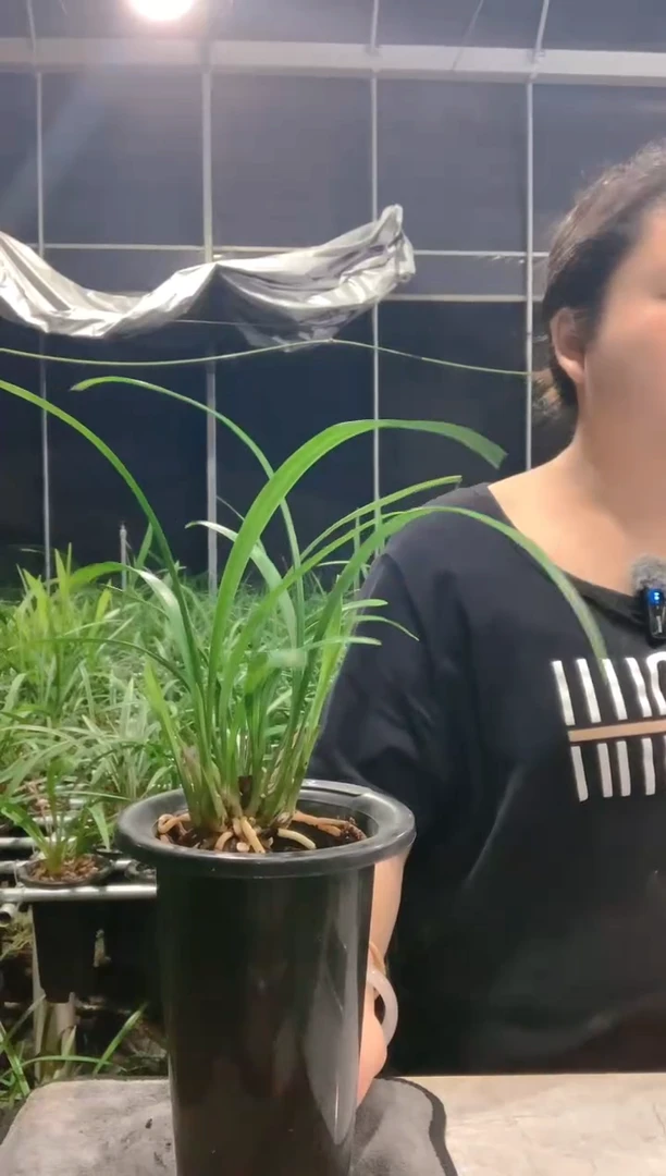 大部分开放少量花苞渔**晚名山胭脂