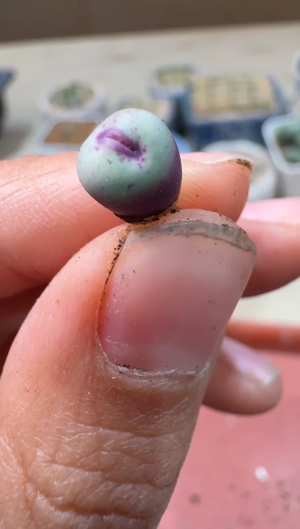 多肉植物肉锥23-212大列巴