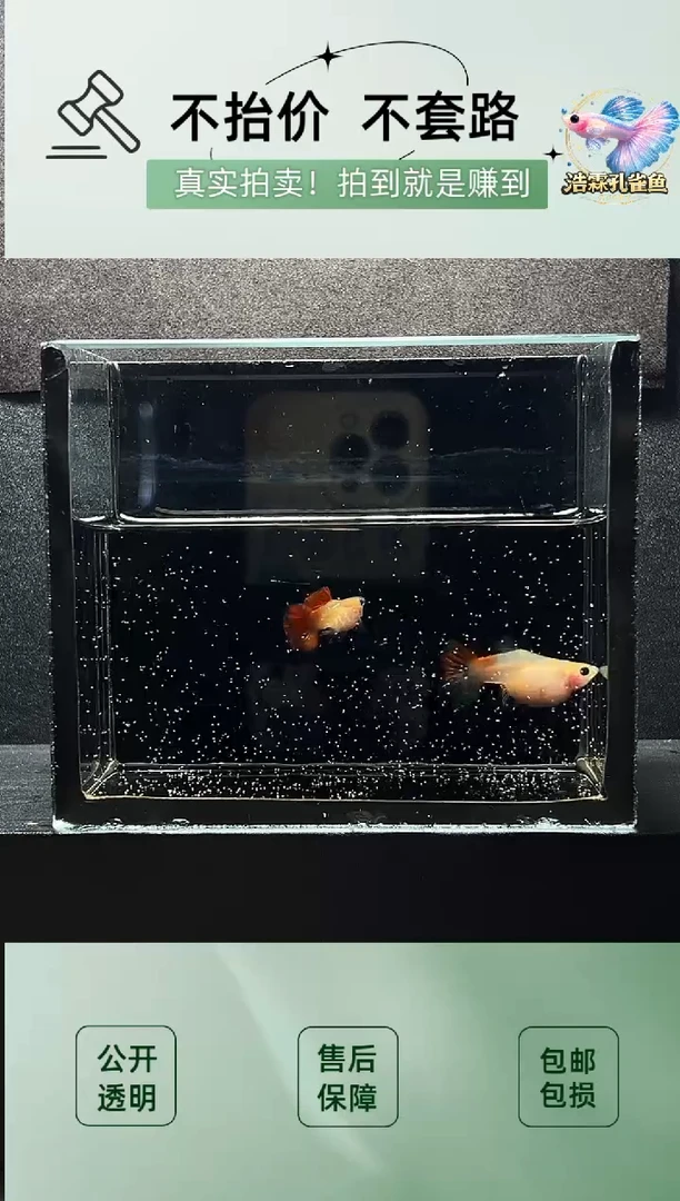 2不分公母热带海域银河琉璃玻璃猫带胎一对编号58
