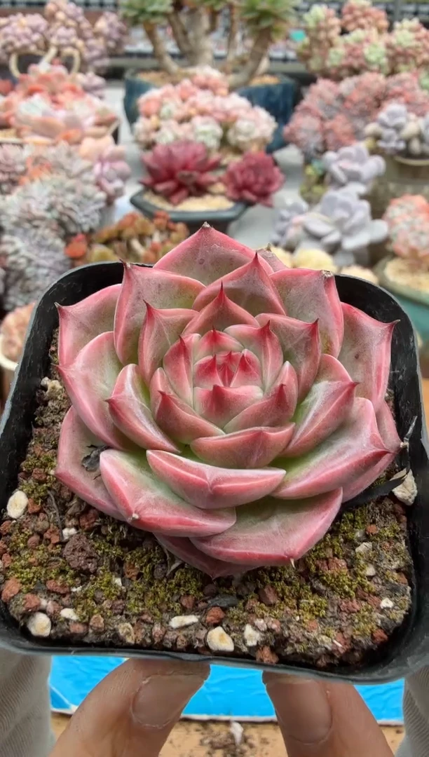 东云多肉园二店-468