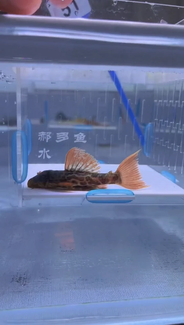 清道夫7不包入缸损51