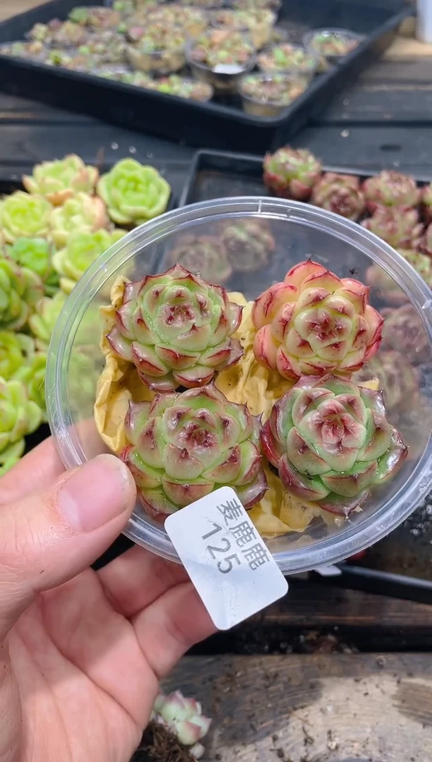 125红胖子三边线    量拍4颗