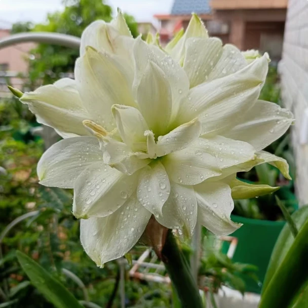 对版【雏鹤】现货重瓣朱顶红种球南非朱四季种植 伊可花卉