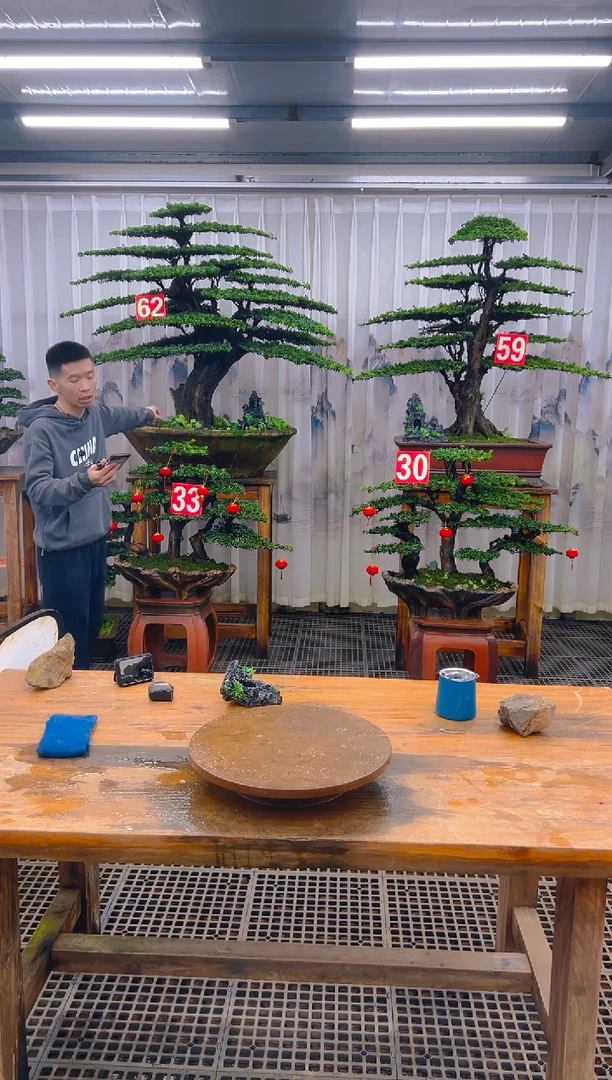 无花朵淄****司精品盆景直播间一物一拍