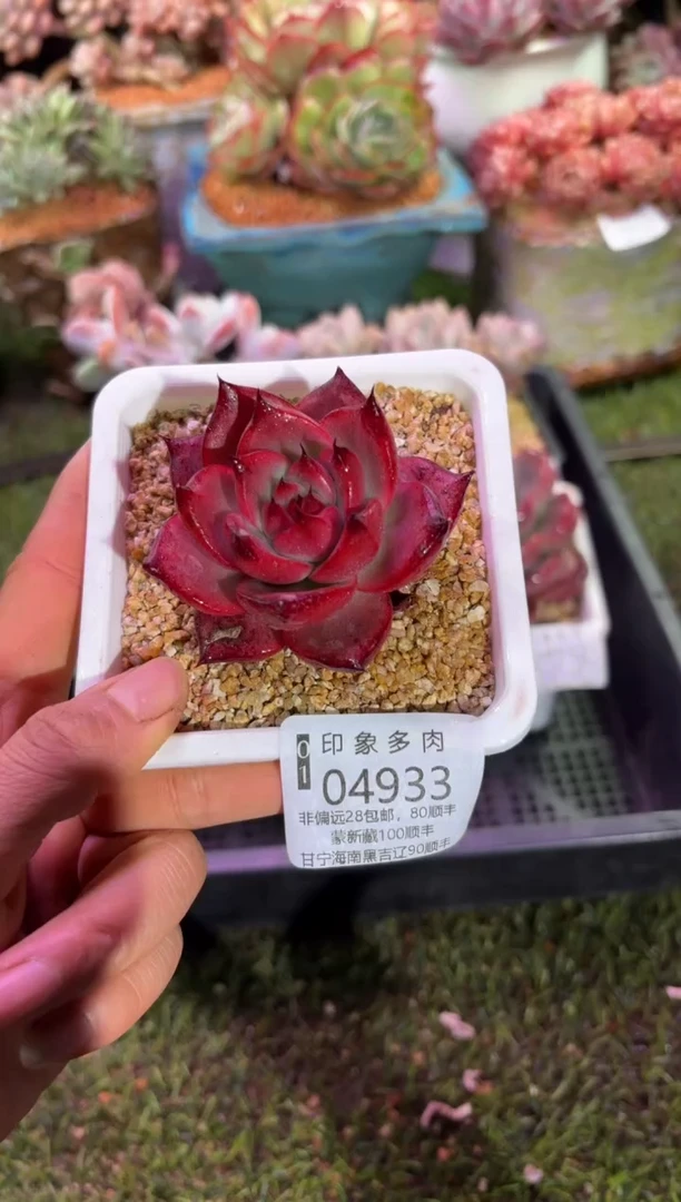 【闪购商品】04933
