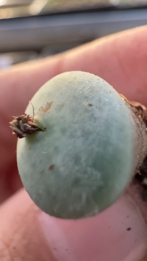 【闪购商品】7-531