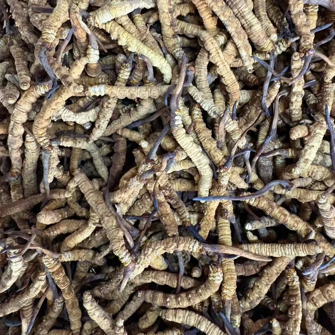 新干草虫草自然晒干经济实惠干冬虫夏草10只装