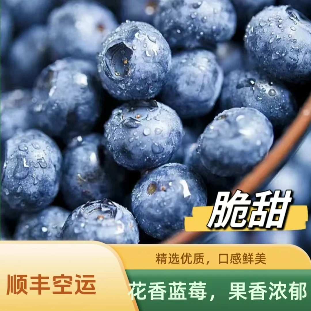 云南高山蓝莓原生态鲜果应季采摘750g 顺丰空运