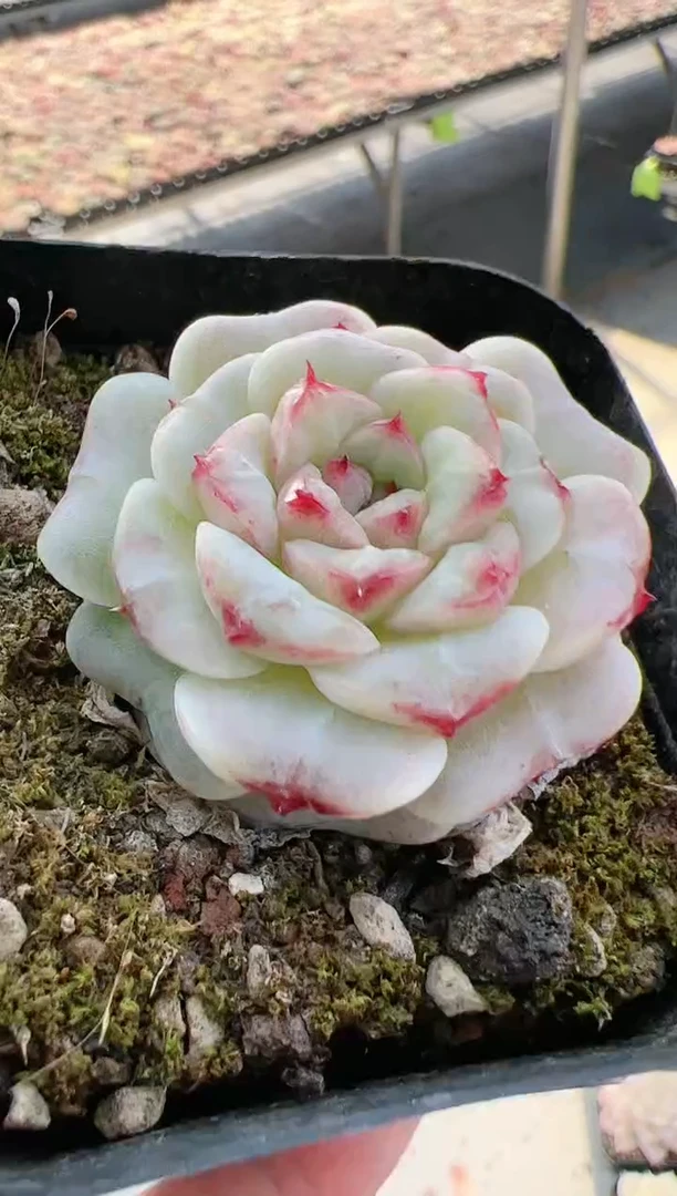 【闪购商品】晶-12