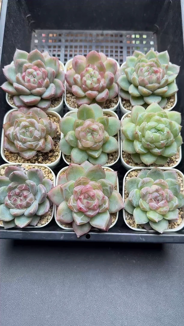 珍妮杂交多肉B409