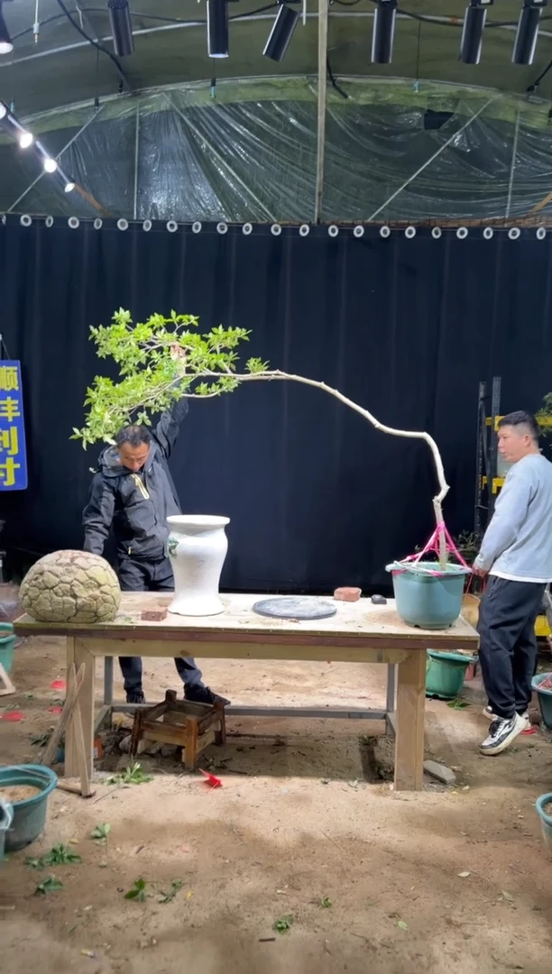 完全开放畊**生海岛栀子花