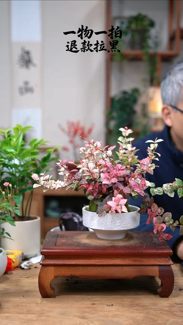 完全开放L**y花叶465