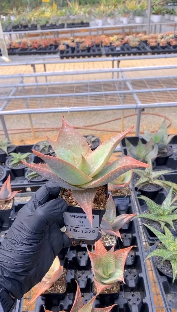 【闪购商品】伊玛洛特脱土FB-1270