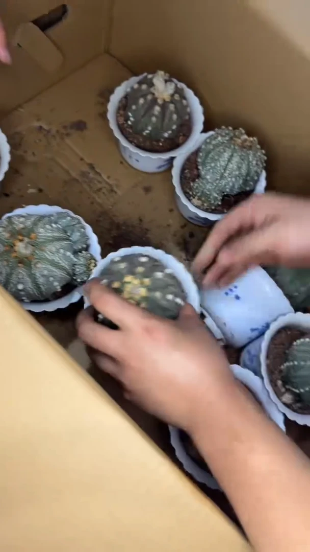 6-8cm 星兜 实生根