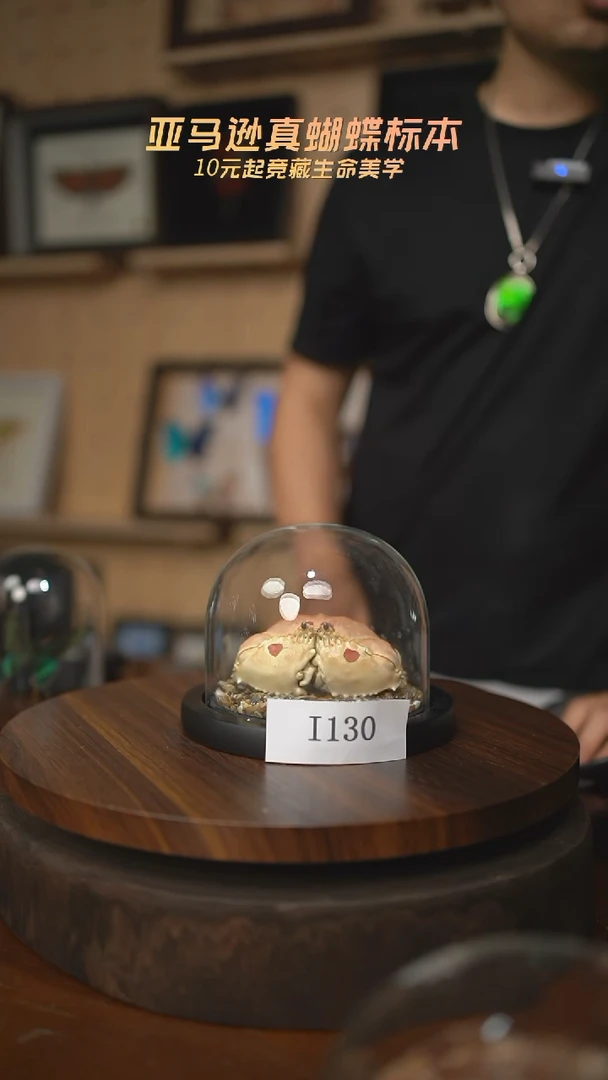 馒头蟹标本玻璃罩款i130