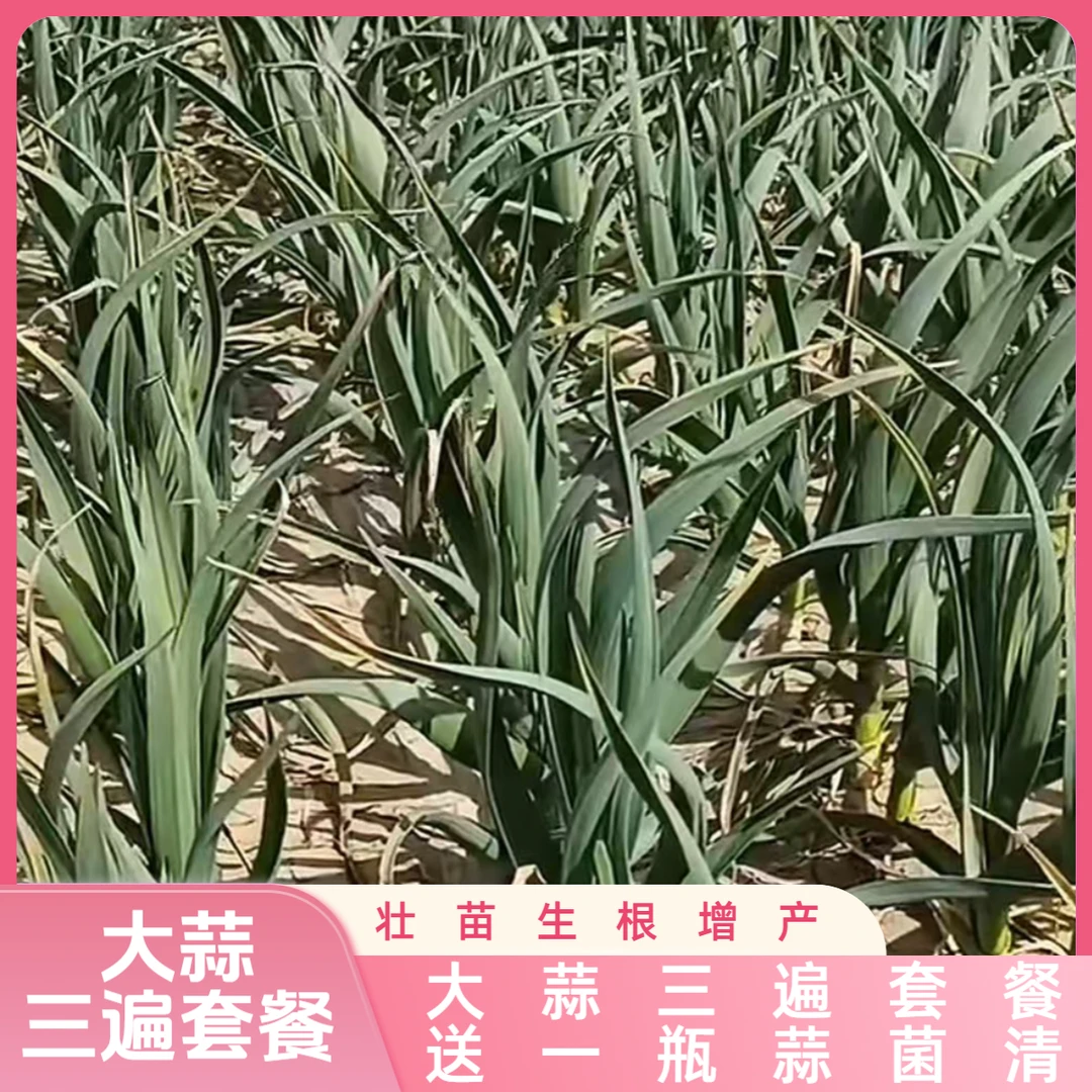大蒜三遍套餐送一瓶蒜清增产营养壮苗生根叶面肥组合