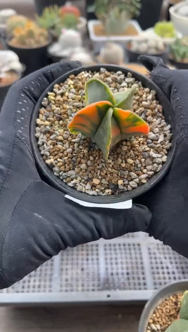 【闪购商品】专拍实生鸾凤玉锦（带盆）