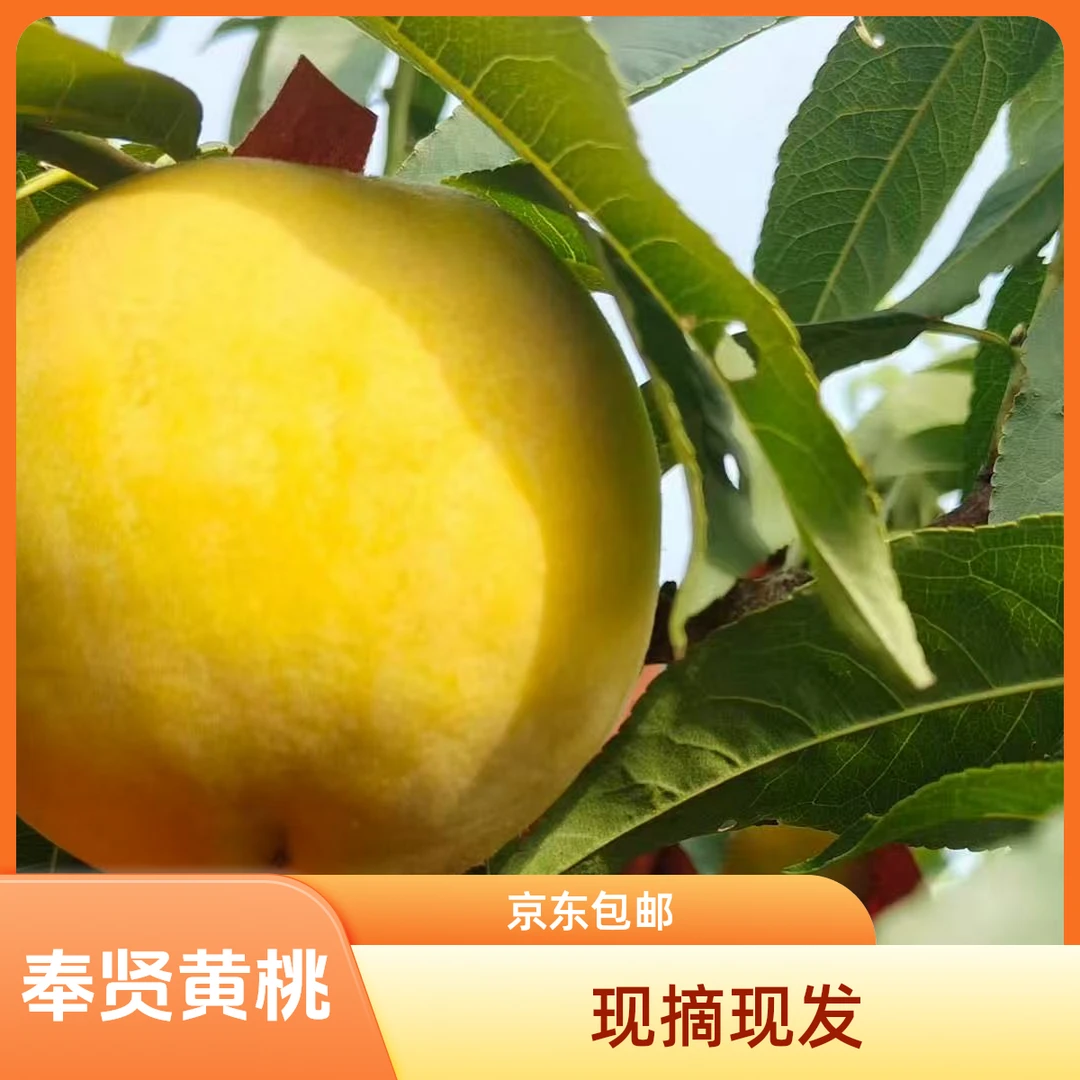 【奉贤黄桃】正宗上海奉贤本地黄桃现摘现发黄桃同城送上海市