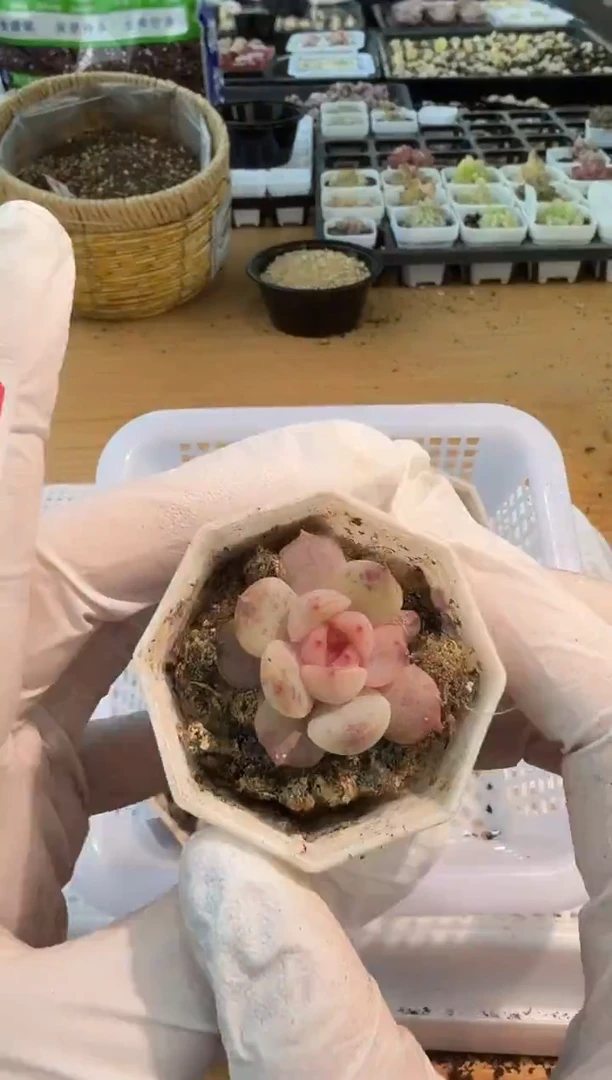 红恋八角杯1盆 单双混 量拍混发