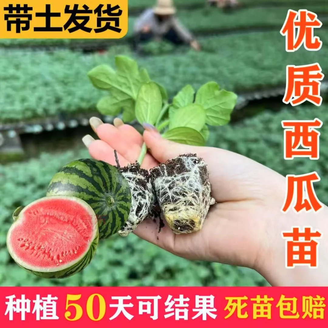 西瓜苗8424嫁接无籽麒麟甜王高产盆栽地栽种植