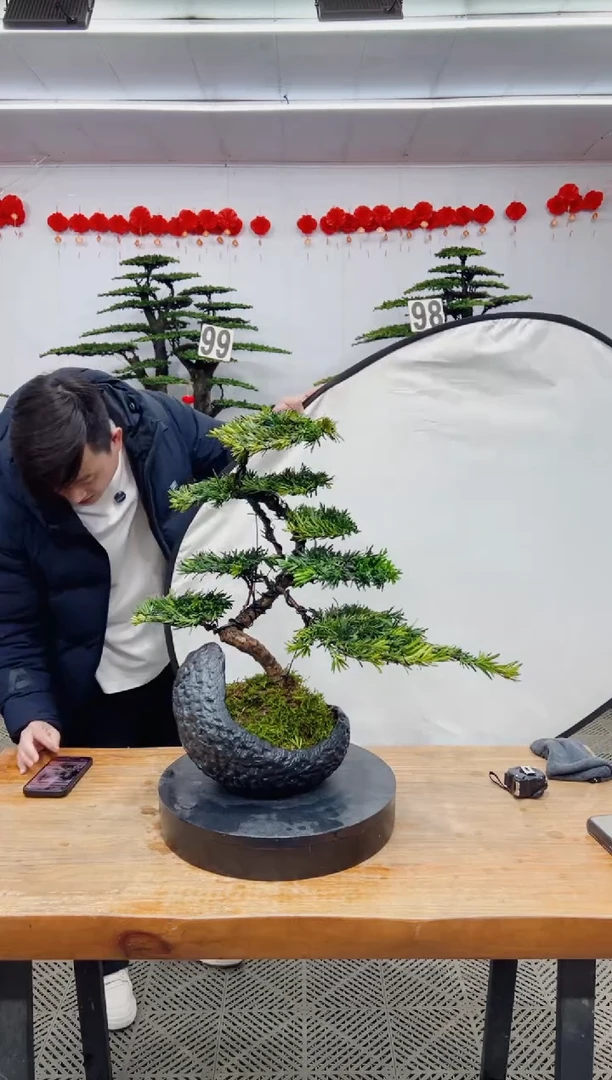 【闪购商品】盆景盆景