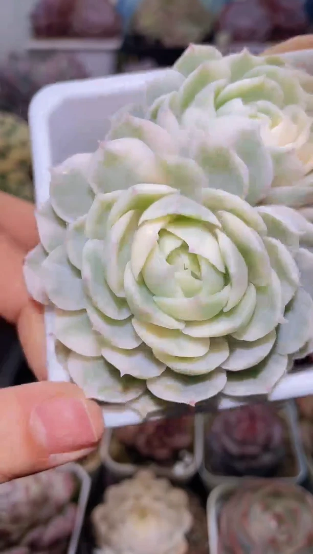 【闪购商品】204昂锦多肉