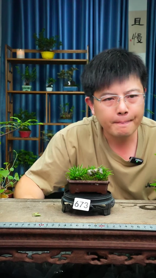 无花朵三**台苔藓微景观673号