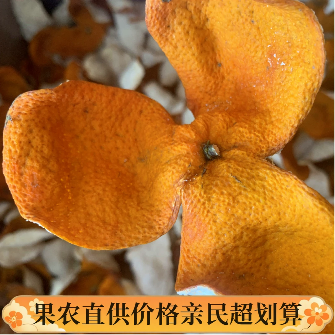 【2025大红皮】新会东甲圈枝老树大红陈皮核心产区新会陈皮大红皮