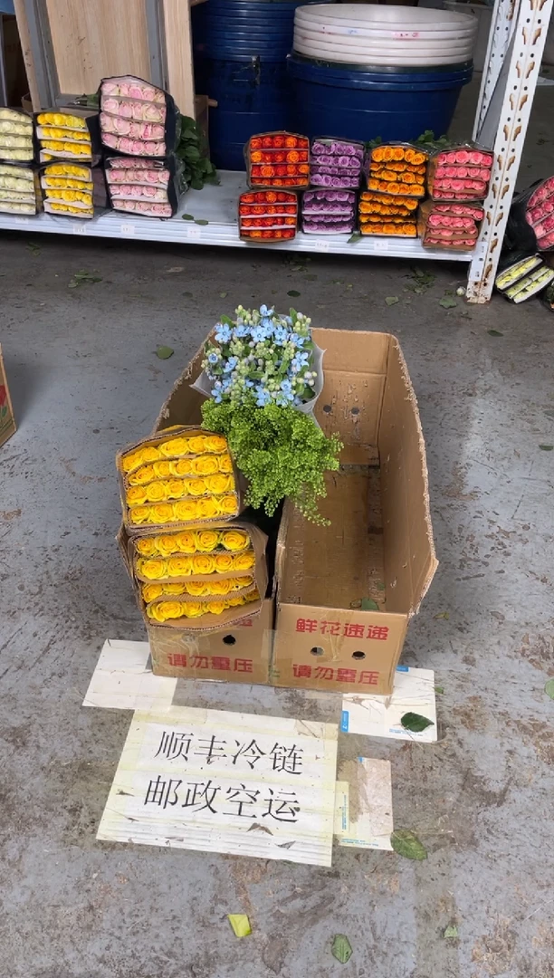 月光漫步2扎+蓝星花+绿林草