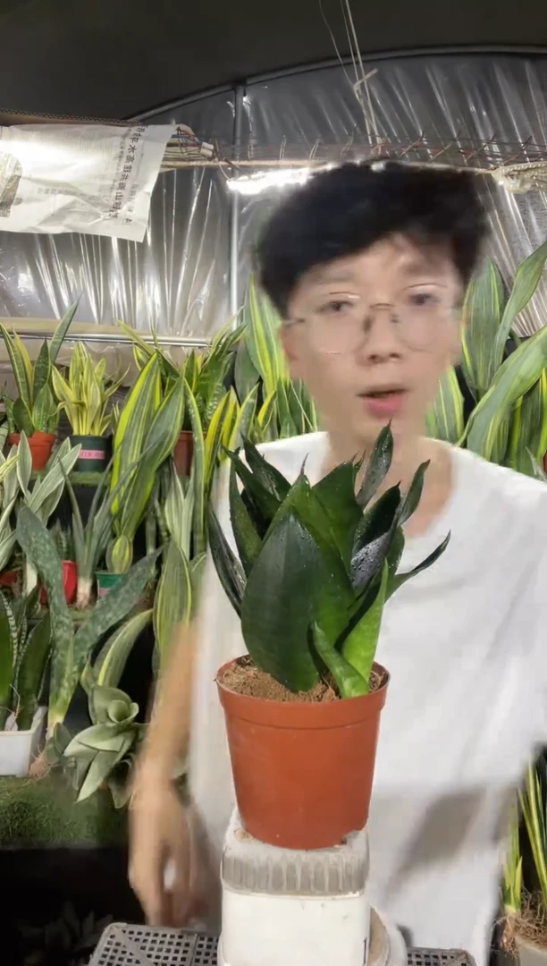 （清货）黑金刚带盆土8.8