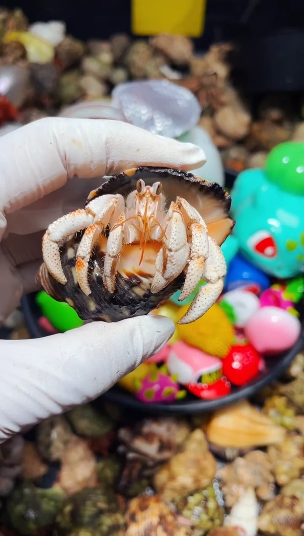 陌派有钳寄居蟹739