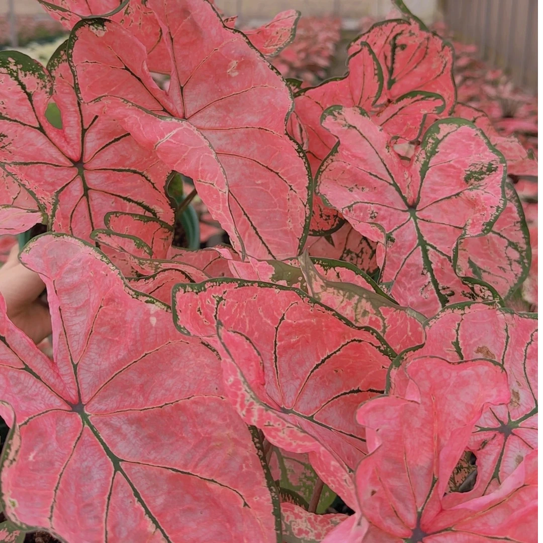 【庭院植物】“粉色飞溅”彩叶芋盆栽多年生阳台花园植物耐热观叶绿植