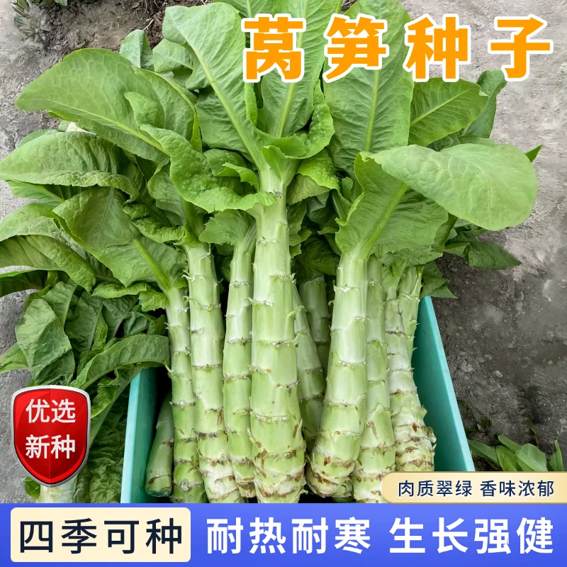 【全店满5包包邮】莴笋种子莴苣耐热耐寒春秋蔬菜籽阳台小院种菜