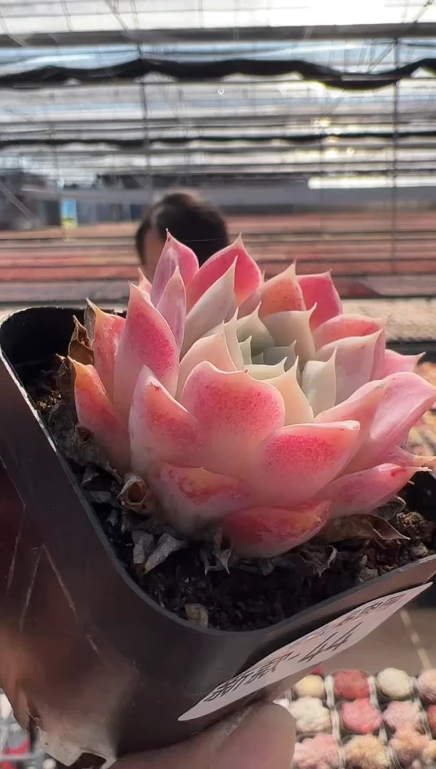 【闪购商品】新品多肉-44