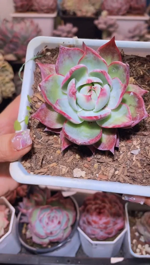 【闪购商品】493惊鸿仙子