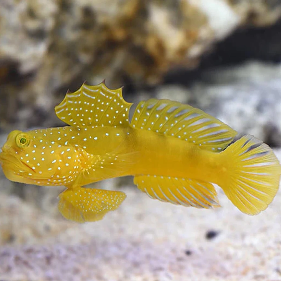 海水观赏鱼黄金虾虎 吃藻翻沙
