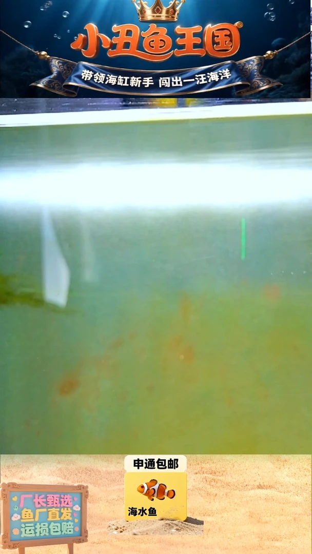 海水鱼瑕疵练手鱼5条
