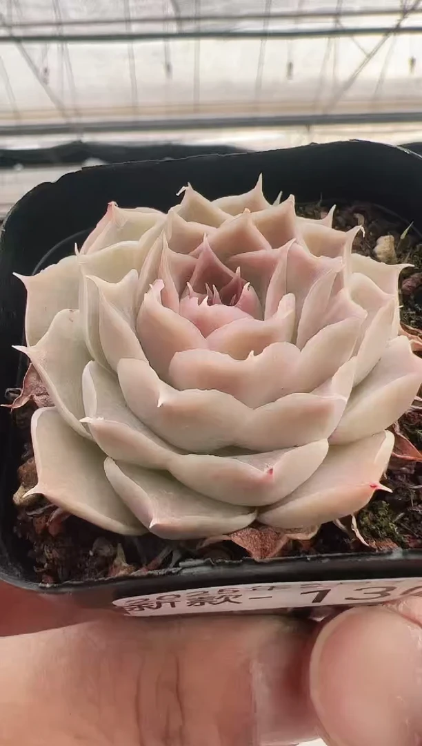 【闪购商品】新款多肉-130