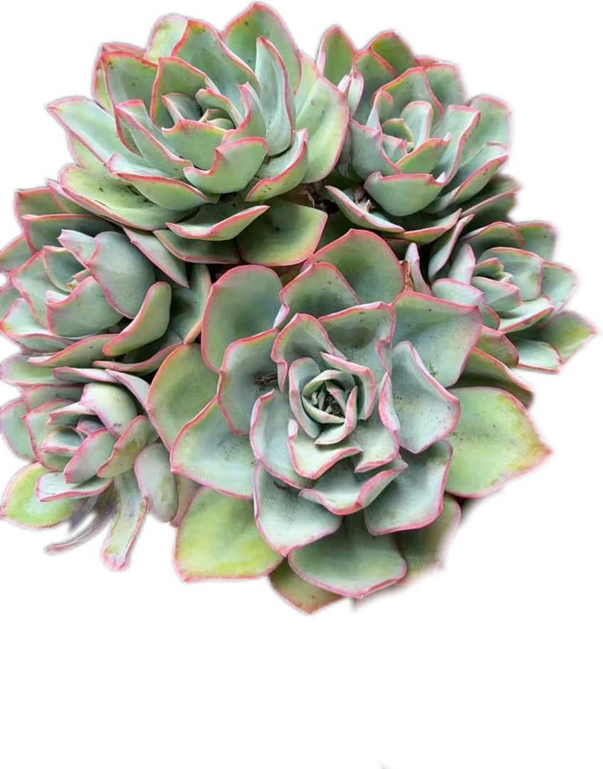 群生蓝光 多肉植物盆栽产地直发