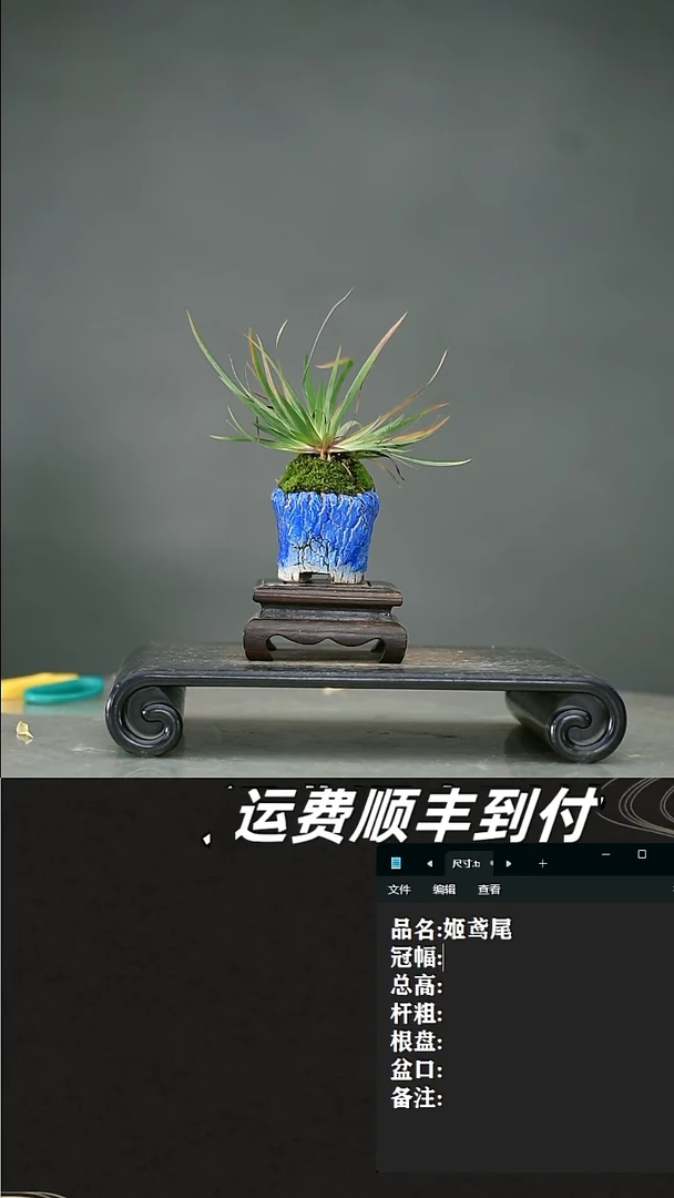 【闪购商品】13 姬鸢尾