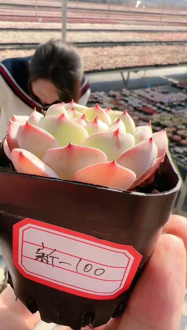 【闪购商品】新-100