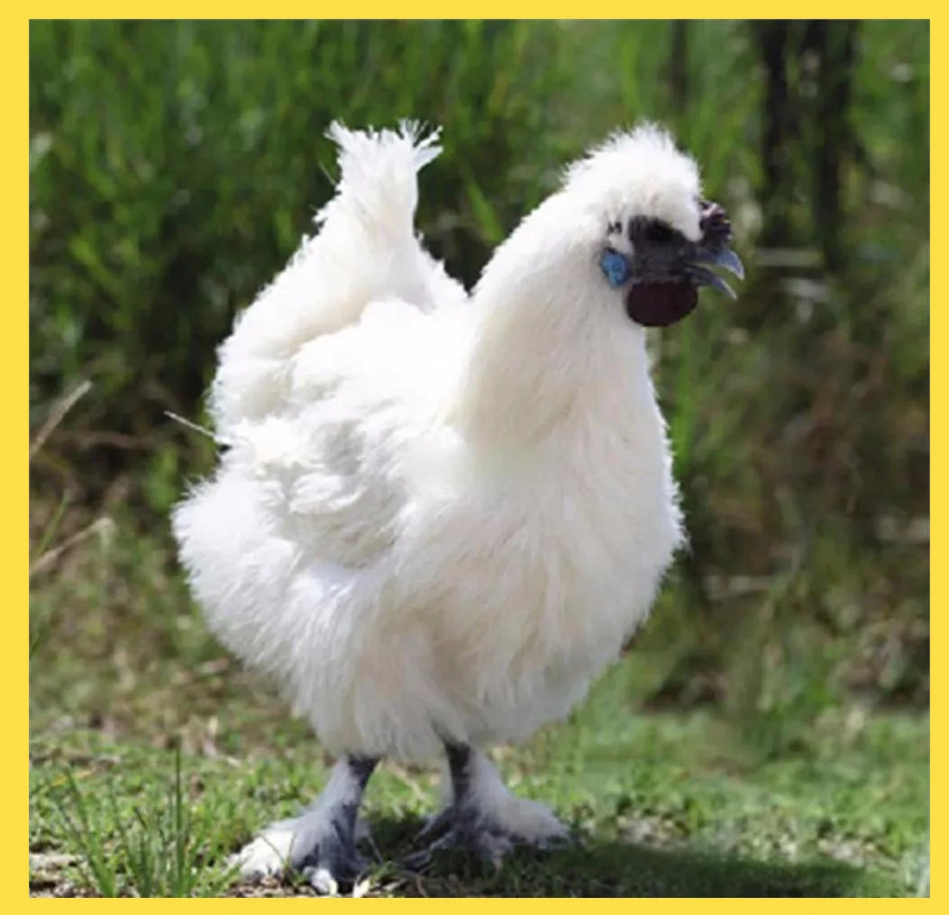 5.3斤散养乌鸡 包冰率不含冰