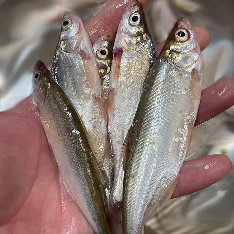 【顺丰包邮】湖南水府游鱼子