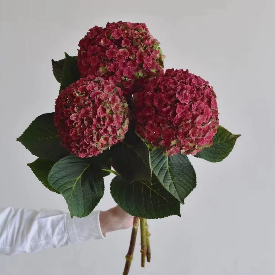 【重瓣红秋色绣球】高级小众适合夏天秋天养的花花可做干花