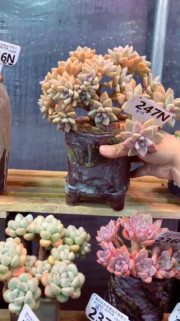 247N  (一物一拍实付满28发货，默认不带盆土）