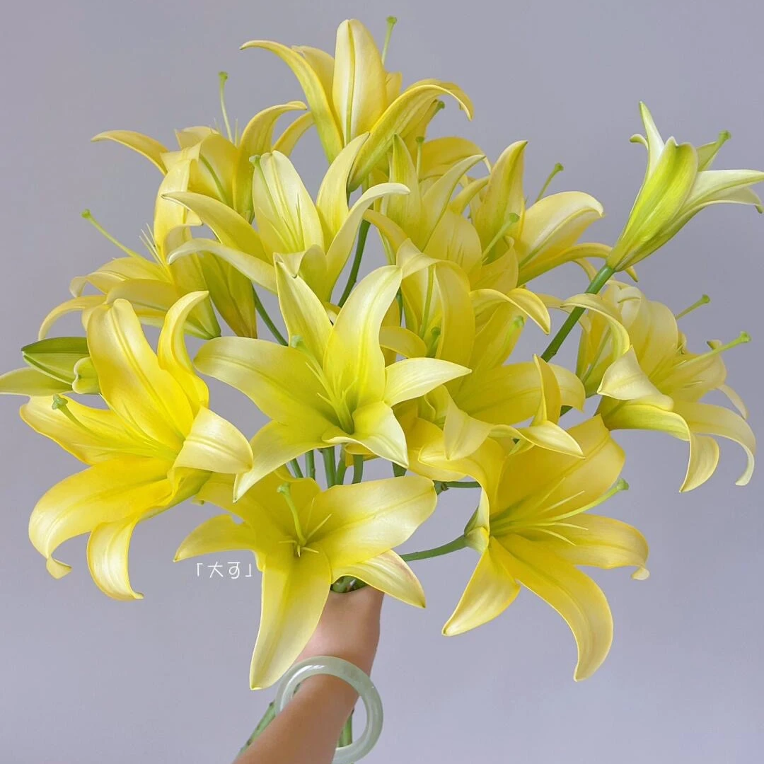 【A级超香黄百合】鲜花 香水百合 云南基地直发