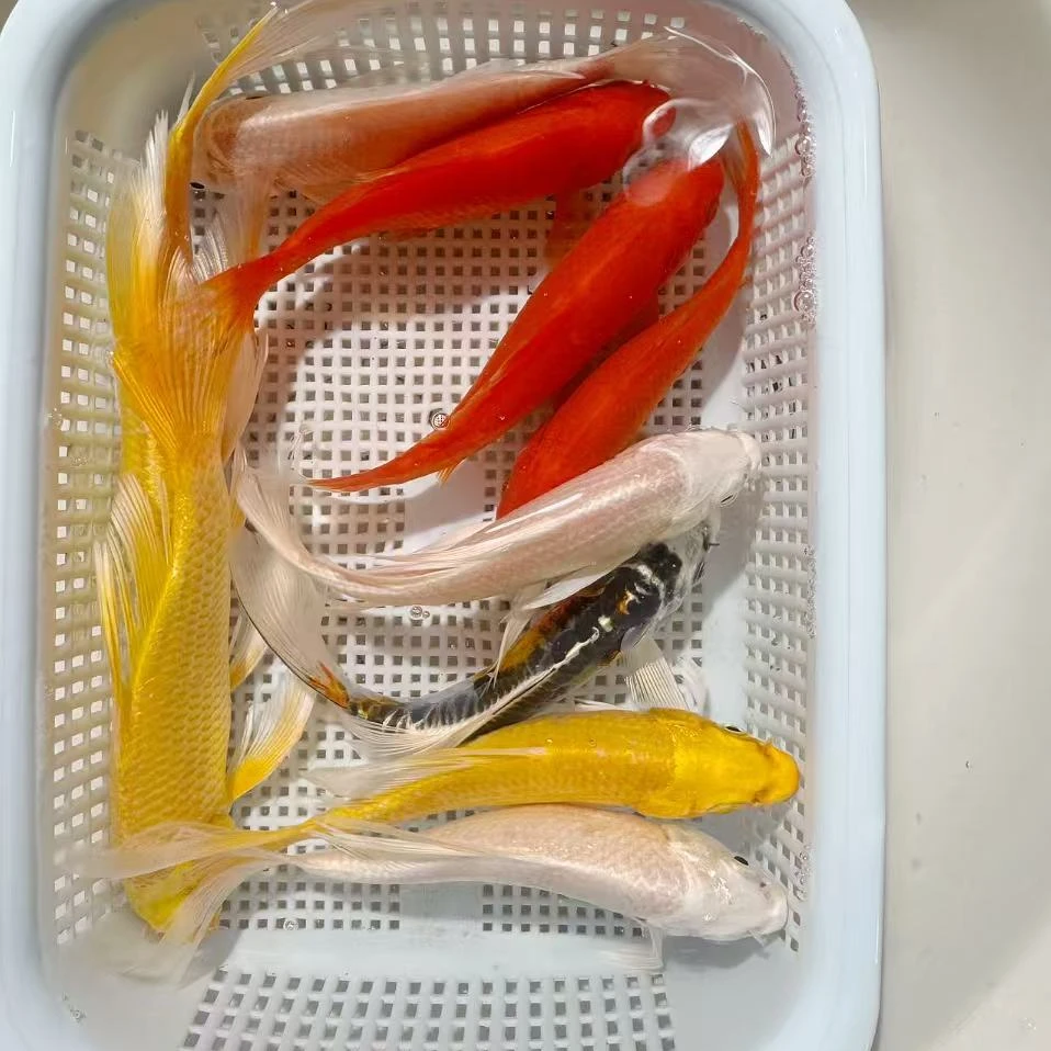 【3黄2红2白2德龙1黑】8-10公分冷水观赏鱼皮实好养