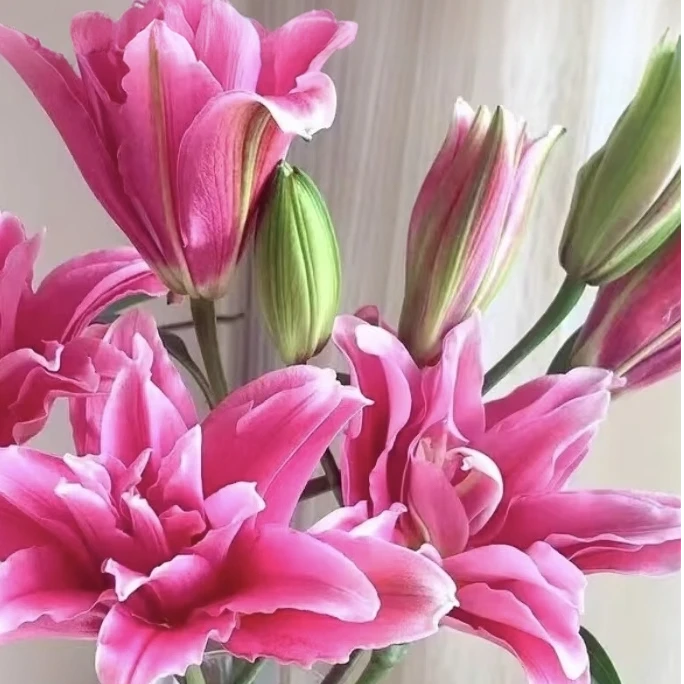 艾琳娜（重瓣 香水百合 东北基地 顺丰包邮）