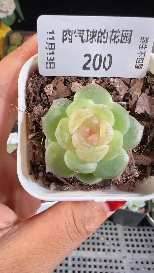 1113-200若梦群生不包整