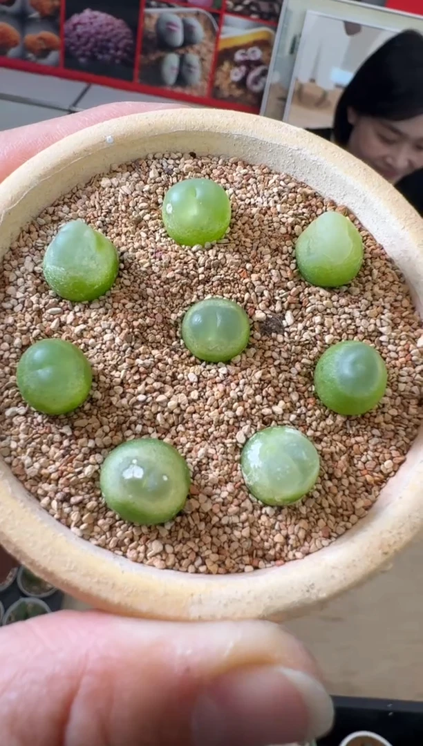 【闪购商品】29-3娘惹拉登一颗